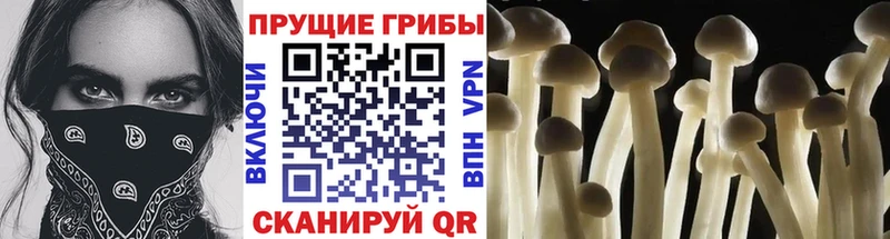 Галлюциногенные грибы MAGIC MUSHROOMS  Купить где  Красный Холм 
